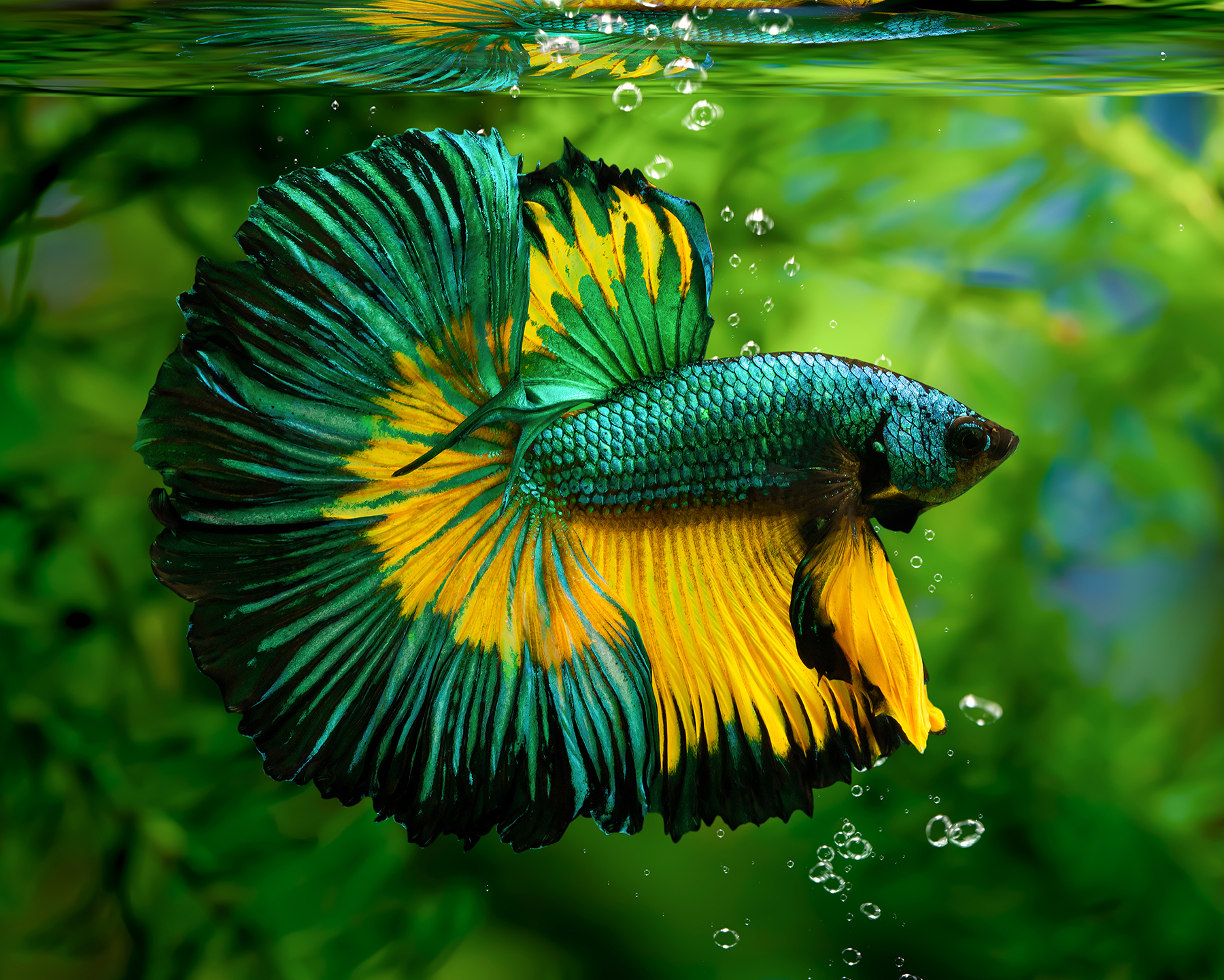 Crown Tail Betta, Male